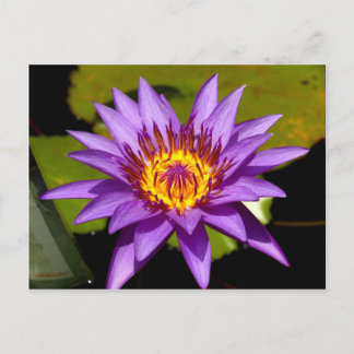 Carte Postale fleur de lotus