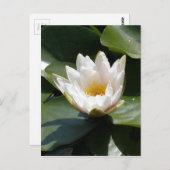 Carte Postale Fleur de Lotus blanche de nénuphar (Devant / Derrière)