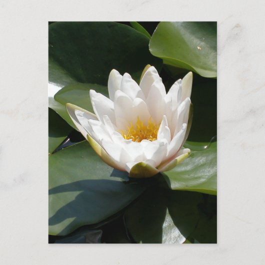 Carte Postale Fleur de Lotus blanche de nénuphar (Devant)