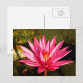 Carte Postale Fleur de Lotus dans la nature (Devant / Derrière)