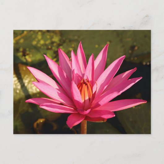 Carte Postale Fleur de Lotus dans la nature (Devant)