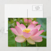 Carte Postale Fleur de Lotus en Fleur (Nelumbo nucifera) (Devant / Derrière)