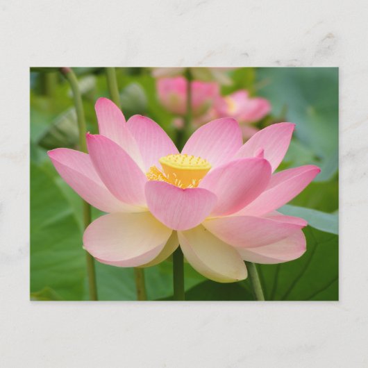 Carte Postale Fleur de Lotus en Fleur (Nelumbo nucifera) (Devant)