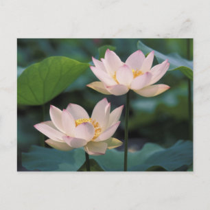 Carte Postale Fleur de Lotus en fleurs, Chine