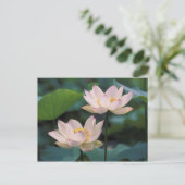Carte Postale Fleur de Lotus en fleurs, Chine (Debout devant)