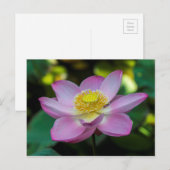 Carte Postale Fleur de lotus en fleurs, Indonésie (Devant / Derrière)