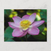 Fleur de lotus en fleurs, Indonésie