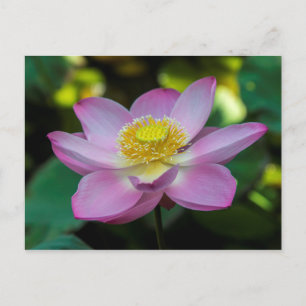 Carte Postale Fleur de lotus en fleurs, Indonésie