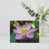 Carte Postale Fleur de lotus en fleurs, Indonésie (Debout devant)