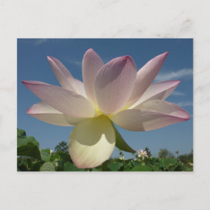 Carte Postale Fleur de lotus et ciel bleu II