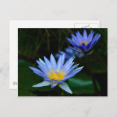 Carte Postale Fleur de lotus et signification (Devant / Derrière)