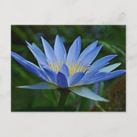 Fleur de lotus et signification