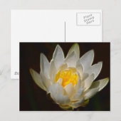 Carte Postale Fleur de lotus et signification (Devant / Derrière)