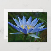 Carte Postale Fleur de lotus et signification (Devant / Derrière)