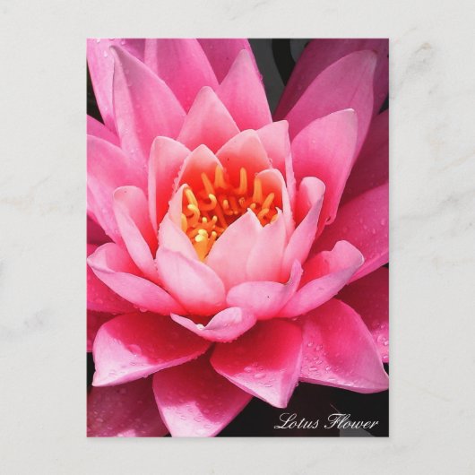 Carte Postale Fleur de Lotus, fleurs d'Asie (Devant)