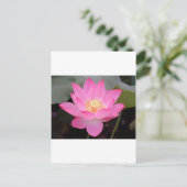 Carte Postale Fleur de lotus rose en fleurs (Debout devant)