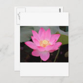 Carte Postale Fleur de lotus rose en fleurs (Devant / Derrière)