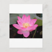 Carte Postale Fleur de lotus rose en fleurs (Devant)