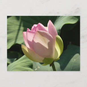 Carte Postale Fleur de Lotus rose florissante été