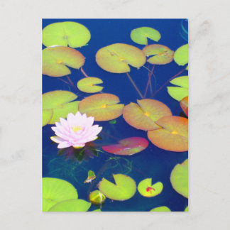 Carte Postale Fleur de Lotus rose flottant avec des coussinets d