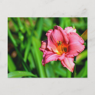 Carte Postale Fleur de lys de jour vibrante
