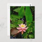 Carte Postale Fleur de lys d'eau rose (Devant / Derrière)