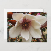 Carte Postale Fleur de Magnolia (Devant / Derrière)