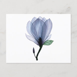 Carte Postale Fleur de Magnolia