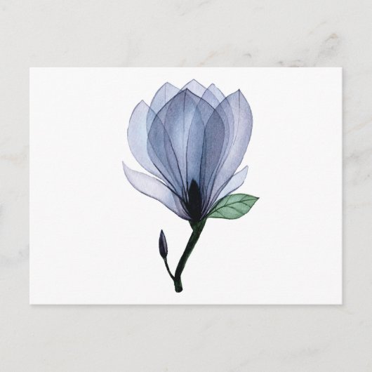 Carte Postale Fleur de Magnolia (Devant)