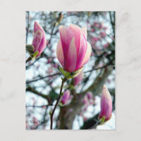 Fleur de Magnolia et bourgeons