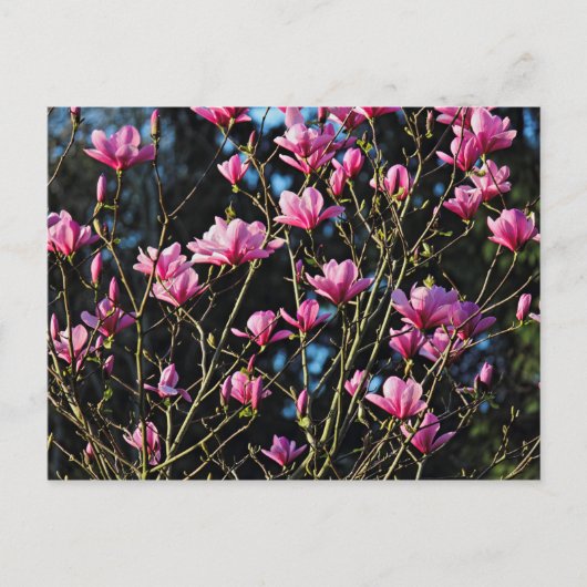 Carte Postale Fleur de magnolia rose (Devant)