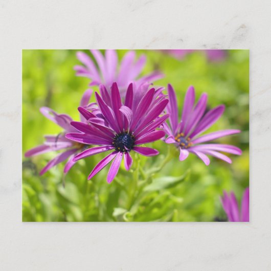 Carte postale Fleur de marguerite africaine (Devant)