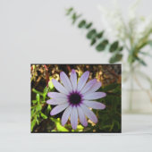 Carte Postale Fleur de Marguerite africaine blanche (Debout devant)