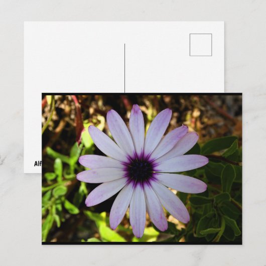 Carte Postale Fleur de Marguerite africaine blanche (Devant / Derrière)