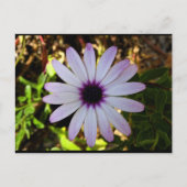 Carte Postale Fleur de Marguerite africaine blanche (Devant)