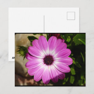 Carte Postale Fleur de Marguerite Africaine Violette