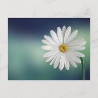 Carte postale Fleur de marguerite blanche