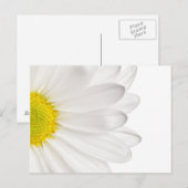 Carte Postale Fleur de marguerite blanche Arrière - plan de marg (Devant / Derrière)