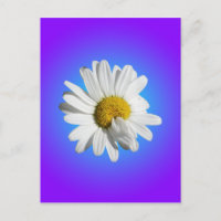 Fleur de marguerite blanche dégradé floral bleu vi