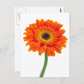 Carte Postale Fleur de Marguerite Gerbera Orange (Devant / Derrière)