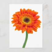 Carte Postale Fleur de Marguerite Gerbera Orange (Devant)