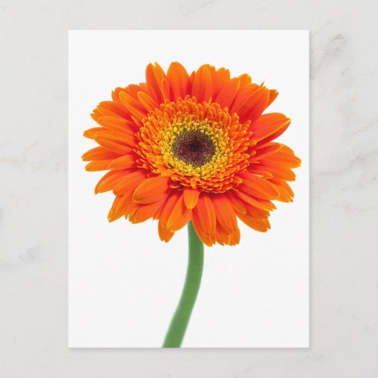 Carte Postale Fleur de Marguerite Gerbera Orange (Devant)
