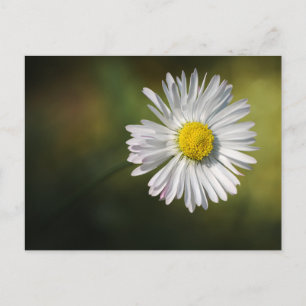 Carte postale Fleur de Marguerite - Photographie d