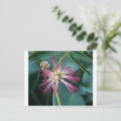 Carte Postale Fleur de Mimosa rose (Debout devant)