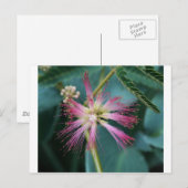 Carte Postale Fleur de Mimosa rose (Devant / Derrière)