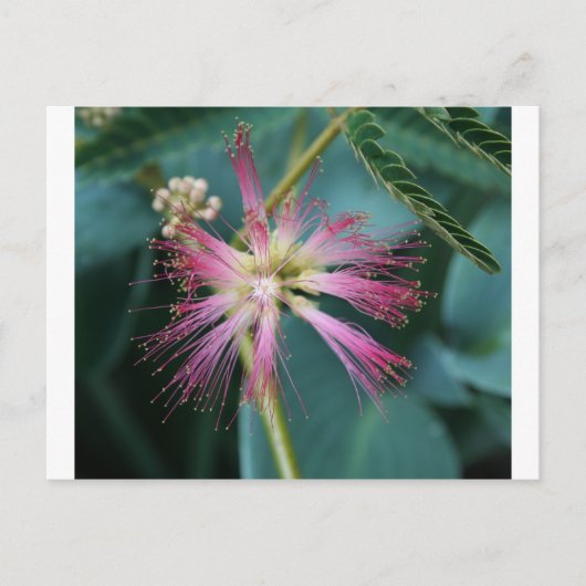 Carte Postale Fleur de Mimosa rose (Devant)