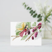 Carte Postale Fleur de mûrier rouge (Debout devant)