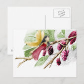 Carte Postale Fleur de mûrier rouge (Devant / Derrière)