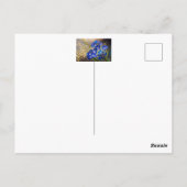 Carte Postale Fleur de myosotis aux accents dorés  (Dos)