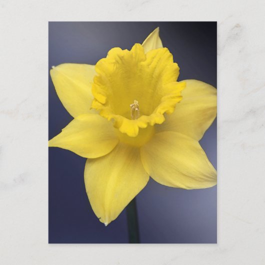 Carte Postale Fleur de Narcisse jaune peinture à l'aquarelle flo (Devant)